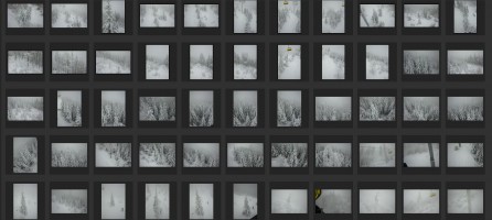 WINTER TREES AERIAL VIEW