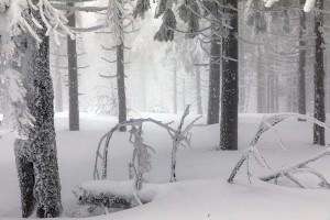 WINTER TREES