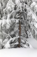 WINTER TREES