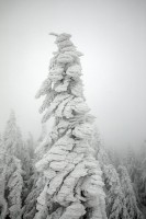 WINTER TREES