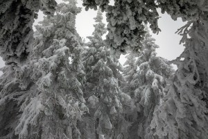 WINTER TREES