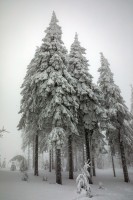 WINTER TREES