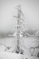 WINTER TREES