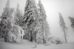 WINTER TREES