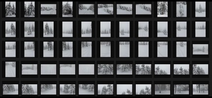 WINTER TREES
