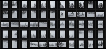 WINTER TREES